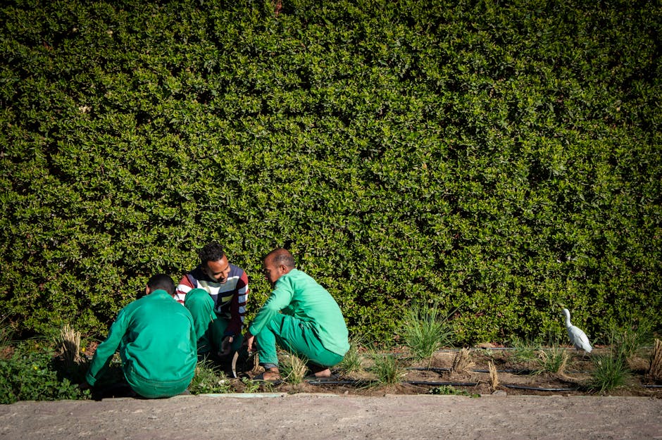 Professional landscaping team working on a lawn