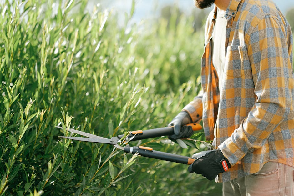 Trimming hedges and performing tree service maintenance